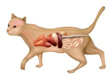 anatomie du chat