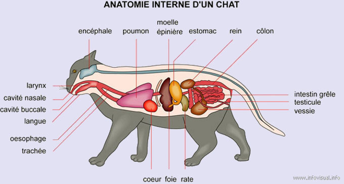 anatomie et organes du chat