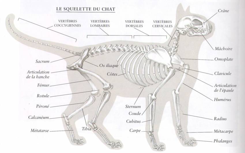 l'anatomie du chat