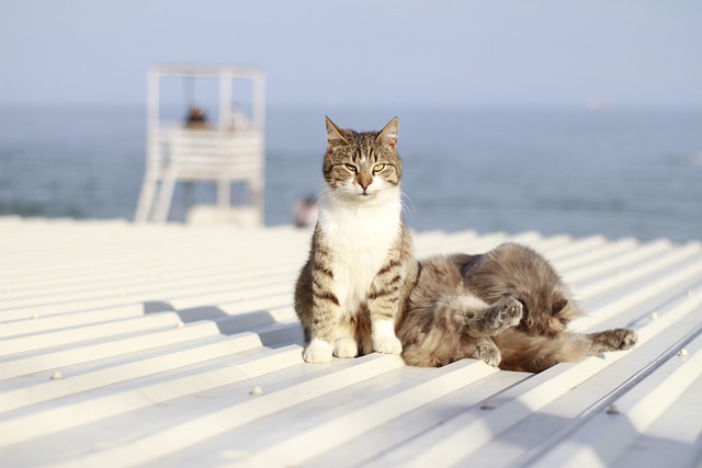 animal pendant les vacances