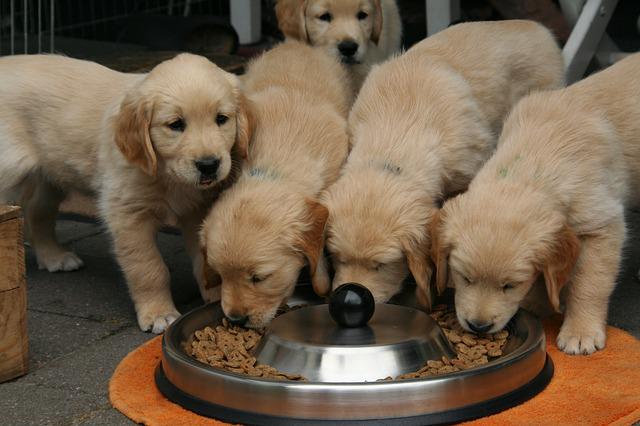 Une augmentation des prix alimentation de vos animaux