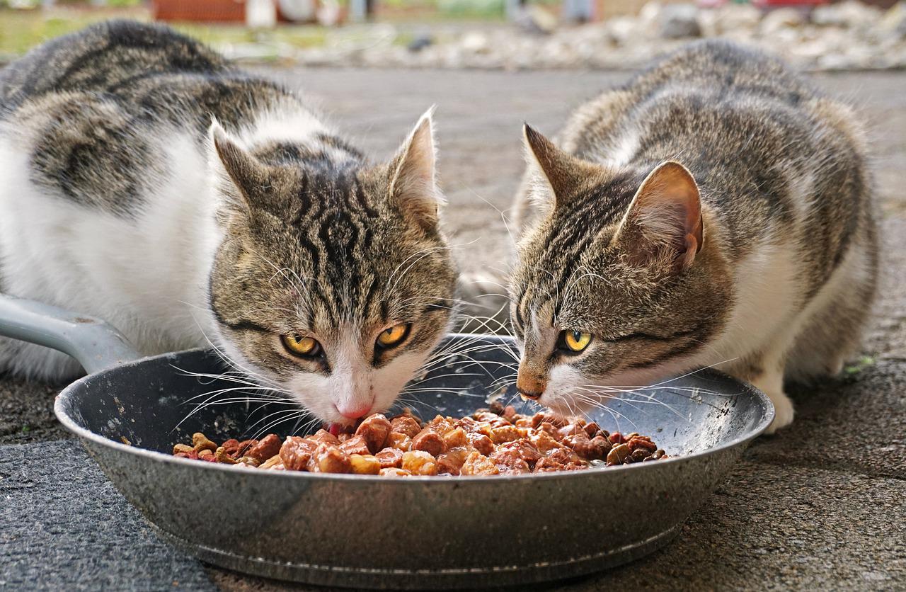 Une augmentation des prix alimentation de vos animaux