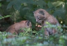 Naissance bébés lynx au zoo de Servion