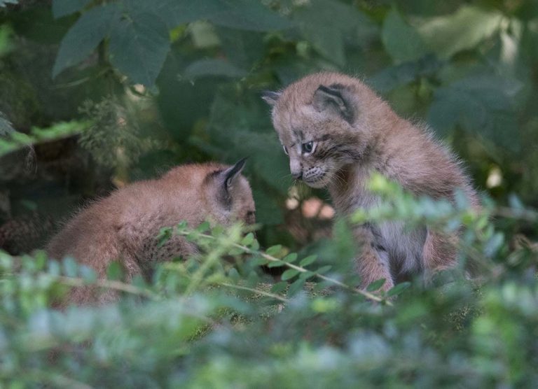 Naissance de 3 bébés lynx au zoo de Servion !