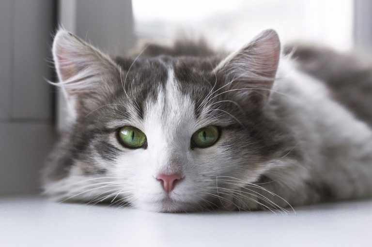 Comment calculer l’âge réel de votre chat ?