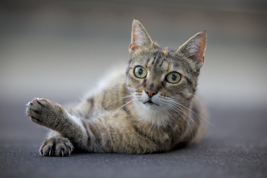 chat parfaite santé