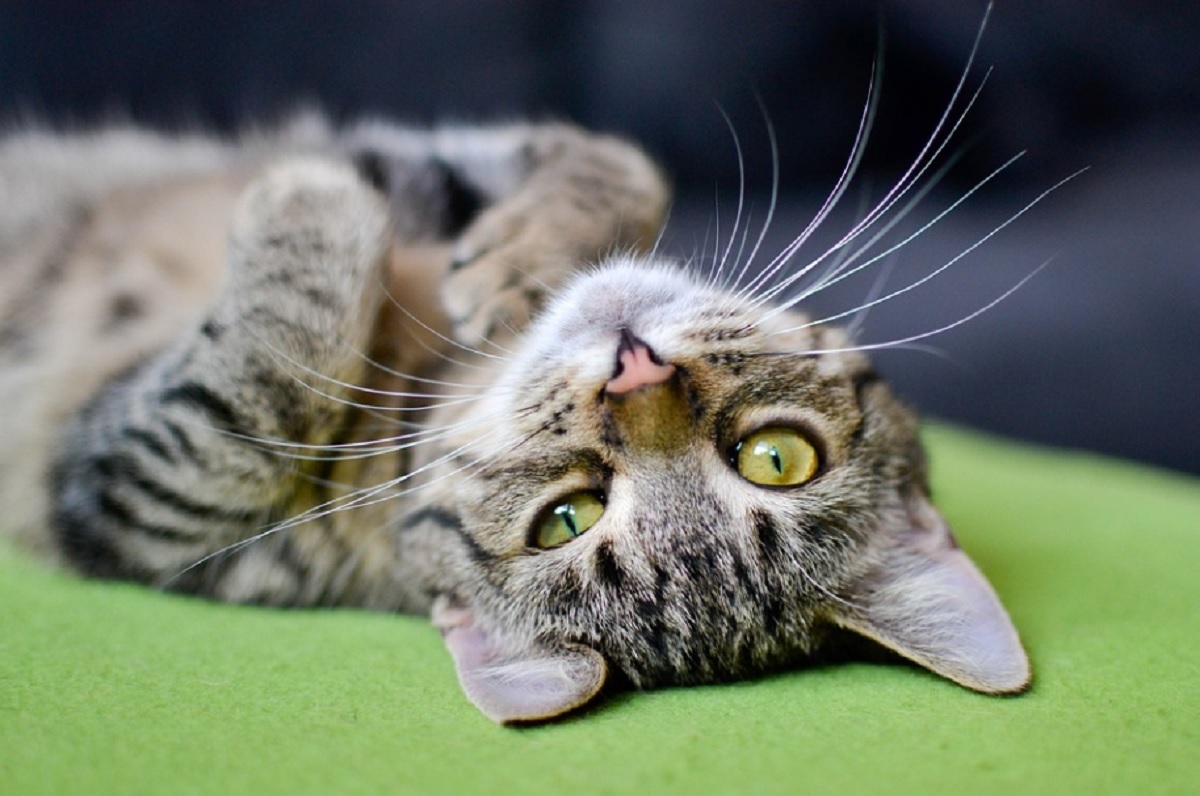 signes que votre chat bonne santé