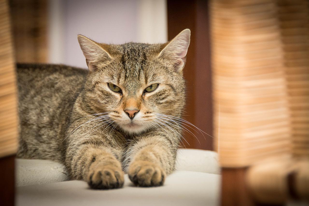 chat pourrait bien finir par vous manger