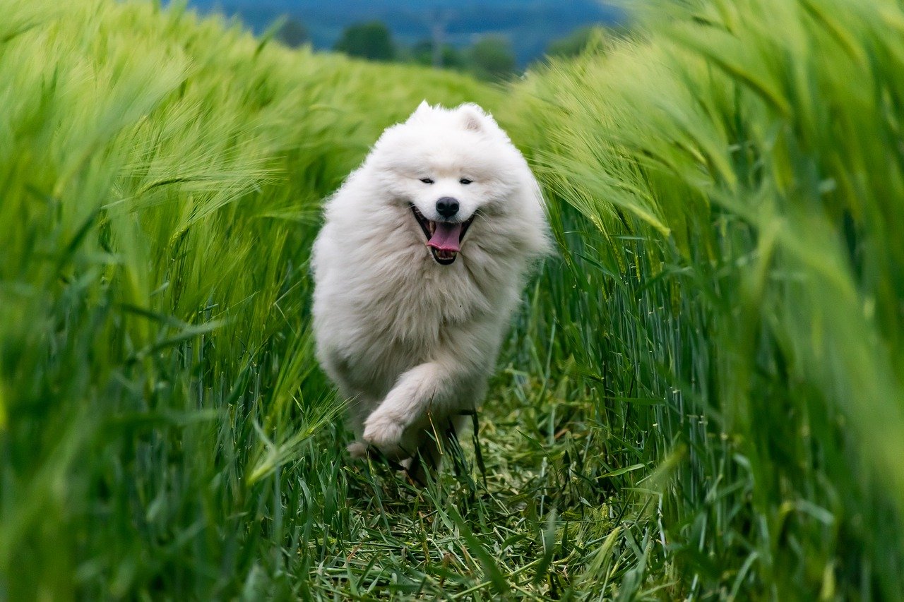 chien en bonne santé