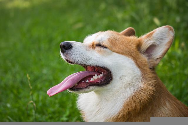 chien est en bonne santé