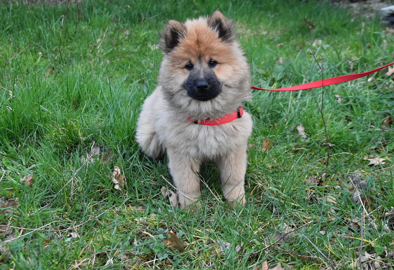 combien de temps promener un chiot