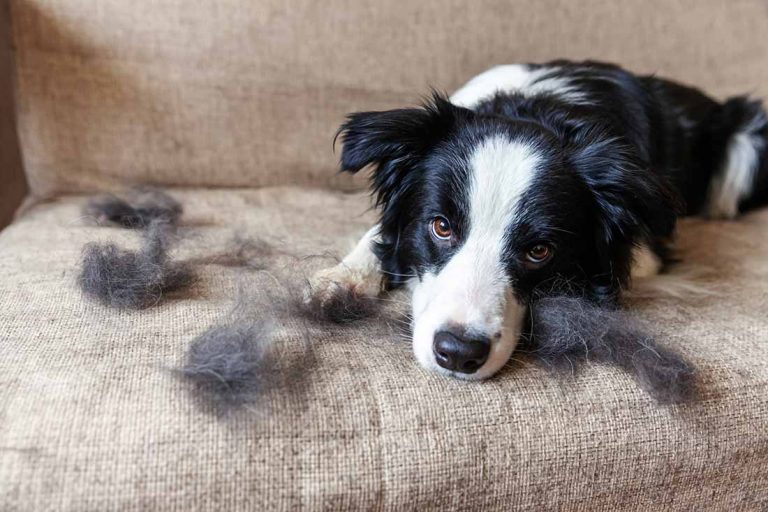 Donnez une seconde vie aux poils de vos animaux !
