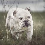 experts demandent plus adopter Bulldog Anglais
