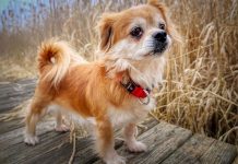 faire garder son chien pendant les vacances