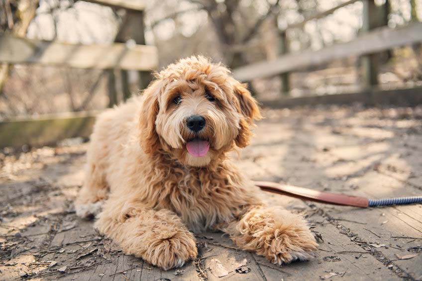 chien labradoodle