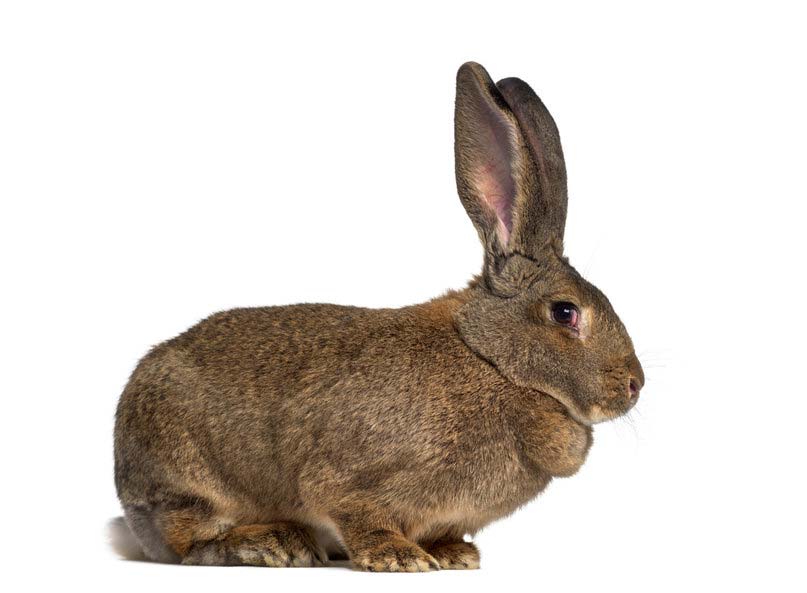 lapin géant des Flandres