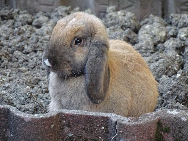 lapin nain bélier