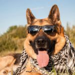 lunettes de soleil pour vos animaux