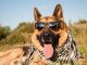 lunettes de soleil pour vos animaux