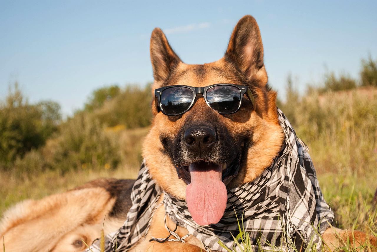 lunettes de soleil pour vos animaux