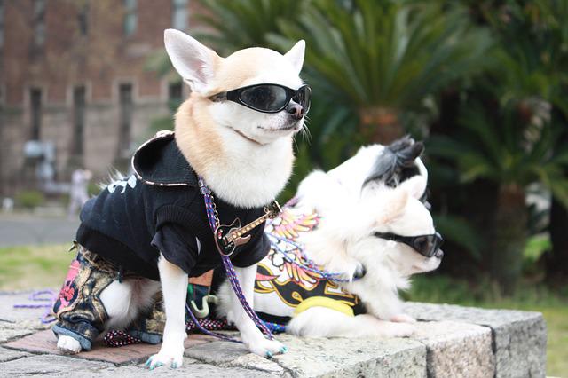 lunettes de soleil pour vos animaux