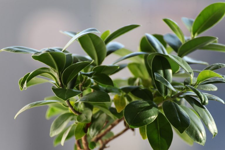 plantes toxiques pour les chats