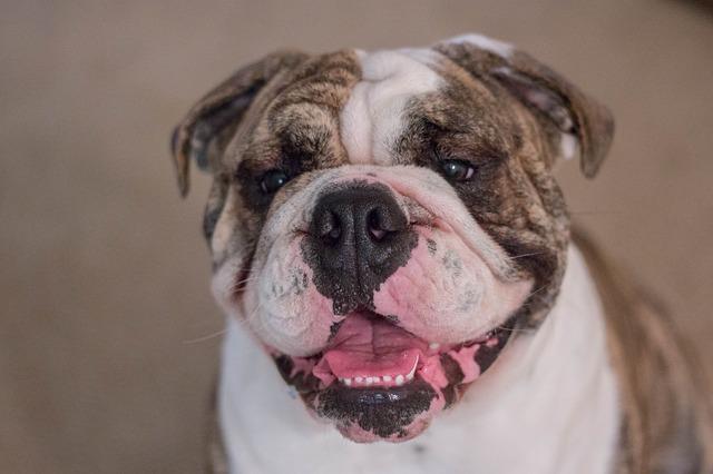 ne plus adopter Bulldog Anglais