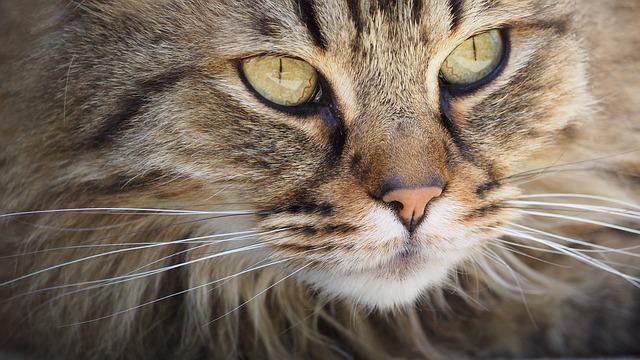 pourquoi chat a la truffe humide