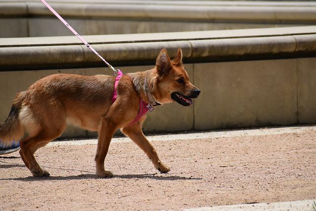 Combien de fois promener son chien