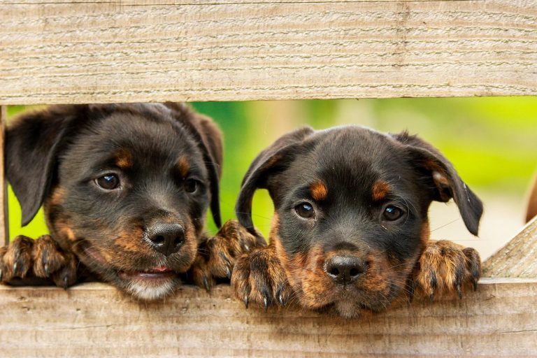 Une étude révèle que les propriétaires de chien sont plus heureux !