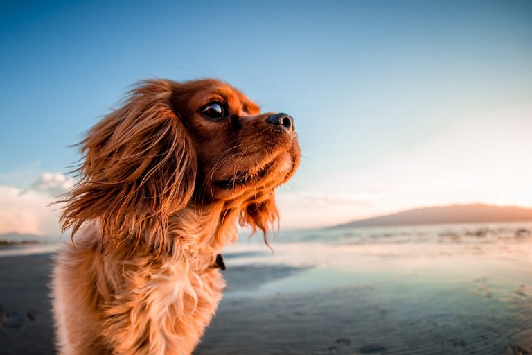 Que faire de son animal pendant les vacances ?