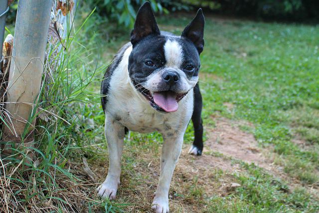 race de chien qui ressemble au Bulldog