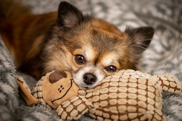 races de chien peuvent rester seules 