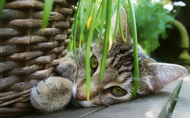race de chat attaque plantes vertes