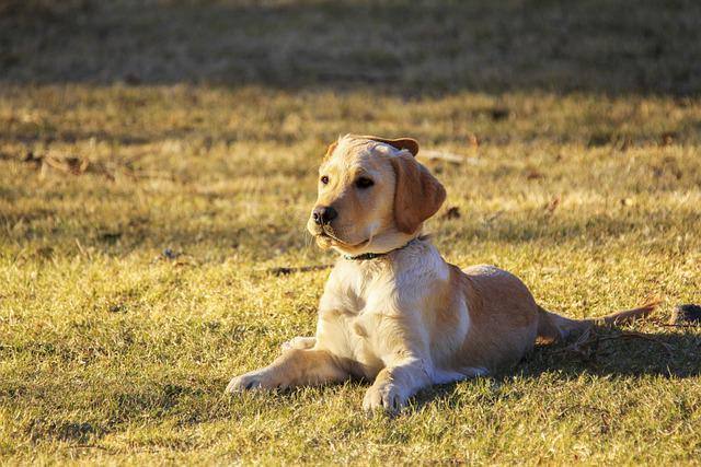 race de chien parfaite premier maitre