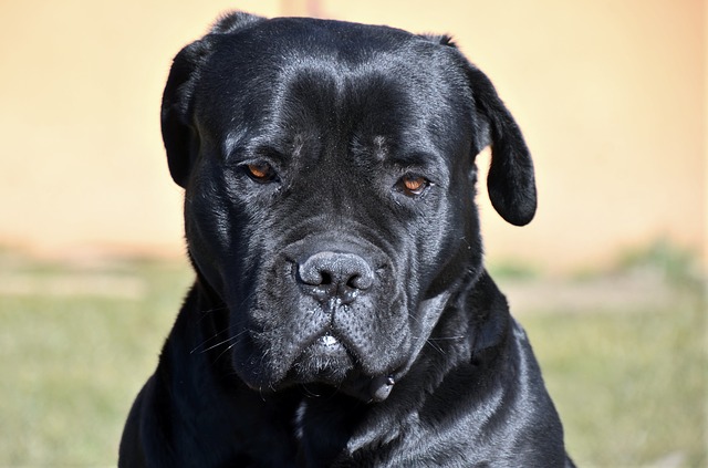 race de chien qui ressemble au Pitbull