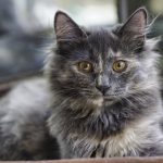 races de chat avec la santé plus fragile