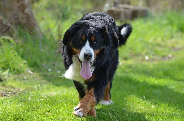 races de chien qui bavent beaucoup