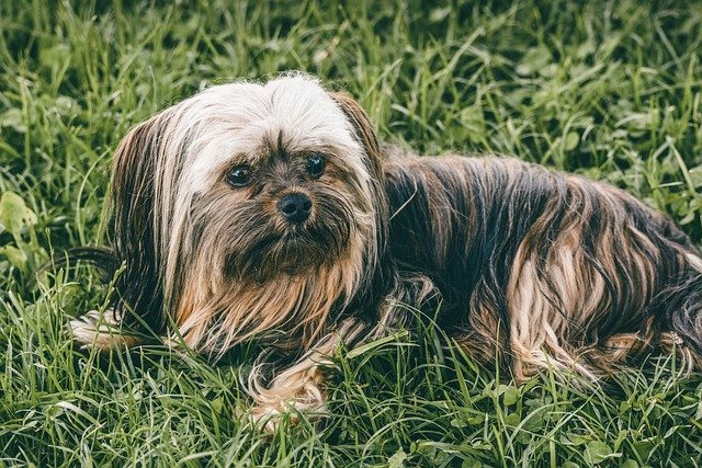 race de chien chasse les rats