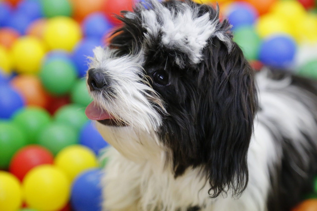 races de chiens qui dorment beaucoup