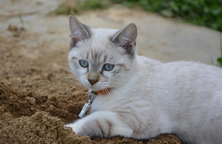 5 races de chat qui creusent la terre
