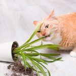 races de chat qui attaquent les plantes vertes