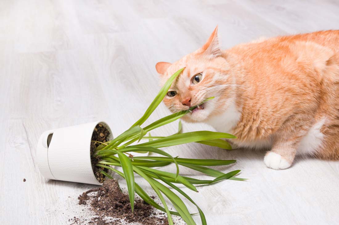 races de chat qui attaquent les plantes vertes