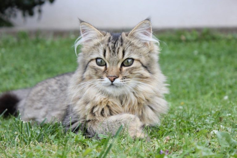 3 races de chat qui sont les plus courageuses 