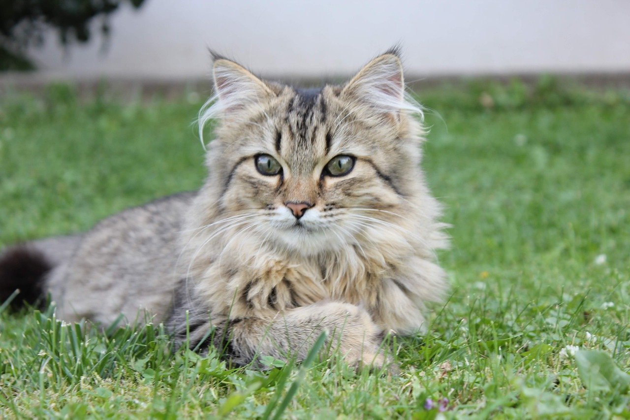 races de chat qui sont courageuses