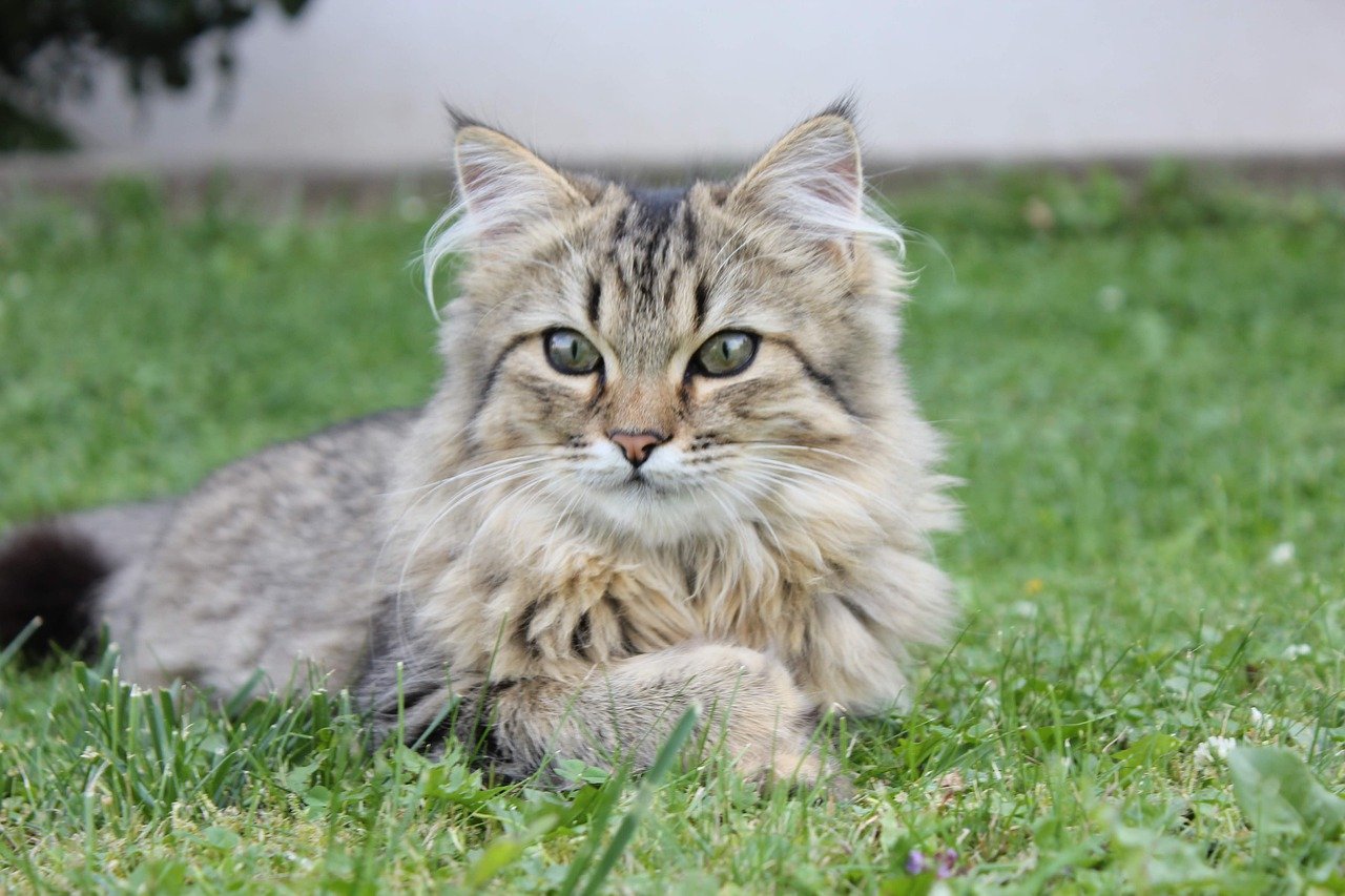 races de chat qui sont courageuses