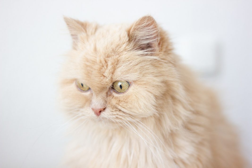 5 races de chat qui perdent le plus leurs poils Animal.ch