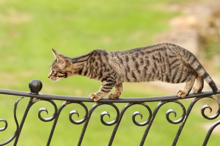 3 races de chat qui sont les plus agiles