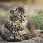 races de chat avec la plus longue durée de vie