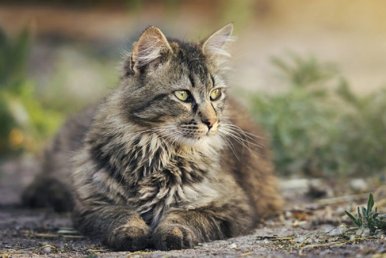 5 races de chat avec la plus longue durée de vie
